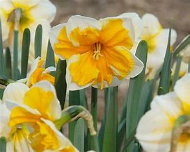 Image result for Narcissus Orangery