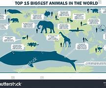 Image result for World's Biggest Animal Ever