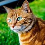 Image result for Round Head Cat Orange