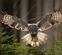 Image result for owls habitat