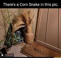 Image result for Corn Snake Meme