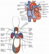 Image result for Walls of Heart