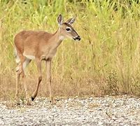 Image result for Deer Jawbone