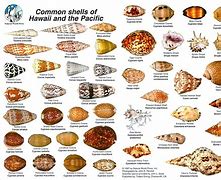 Image result for Urung Shell