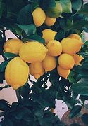 Image result for Lemon Lime Orange Tree