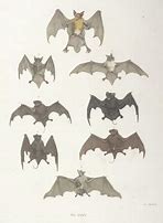 Image result for Bat Ink Art
