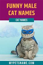Image result for Funny Boy Cat Names