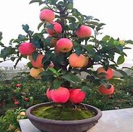 Image result for Container Fruit Trees