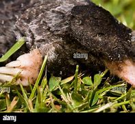 Image result for Townsend's Mole
