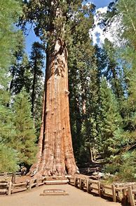 Image result for World's Largest Tree