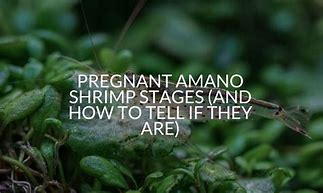 Image result for Amano Shrimp Pregnant Photo