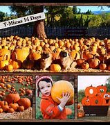 Image result for apple hill pumpkins patches