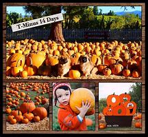 Image result for apple hill pumpkins patches