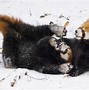 Image result for Red Panda Playing