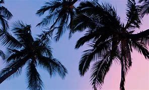 Image result for Pink and Blue Palm Tree