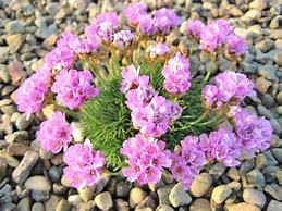 Image result for Armeria juniperifolia Drakes Deep Form