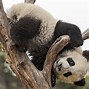 Image result for Giant Panda Compared to Human