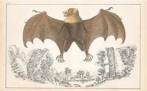 Image result for Vintage Bats Animal