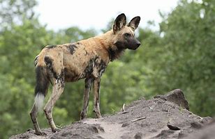 Image result for Painted Wolf African Wild Dog