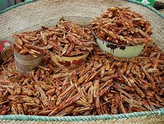 Image result for Fried Locust