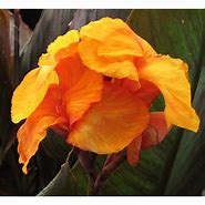 Image result for Pink Sunburst Canna Lily Bulbs
