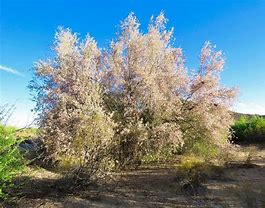 Image result for Ironwood Tree Arizona