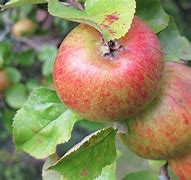 Image result for Little Apple Tree