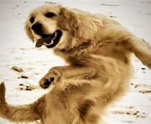 Image result for Pass Dog Dancing