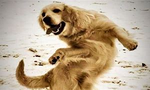 Image result for Pic of Dog Dancing