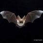 Image result for Black Bat Species with Red Skin