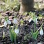 Image result for Galanthus elwesii Deer Slot