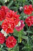 Image result for Helianthemum Amabile Plenum