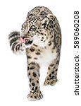 Image result for Snow Leopard Screensavers