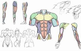 Image result for Arm Anatomy Sketch