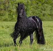 Image result for Black and White Friesian