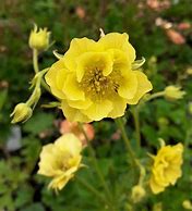 Image result for Geum Banana Daiquiri