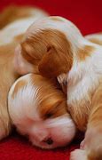 Image result for Cutest Baby Puppies Ever