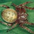 Image result for Araneae