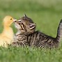 Image result for Funny Animals Walpaper
