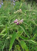 Image result for Phlomis taurica