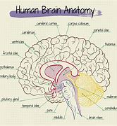 Image result for Side of Brain Labeled