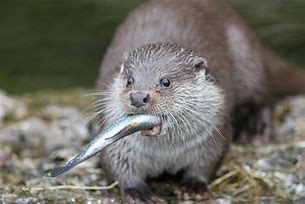 Image result for river otters diets