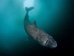 Image result for Greenland Shark Poisonous