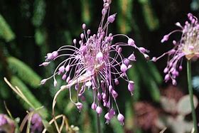 Image result for Allium carinatum var. pulchellum
