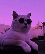 Image result for 2 Cats Meme