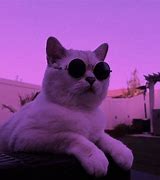 Image result for Cat Sunglasses Chilling Meme