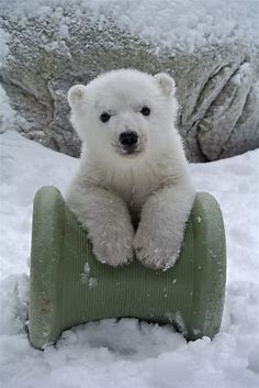 Toronto Zoo polar bear cub born on Remembrance Day 2015 named Juno ...