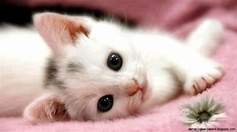 Image result for Cute Baby Kittens Puppies