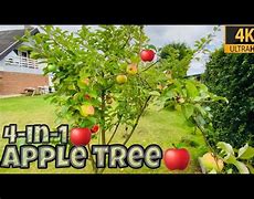 Image result for 4 in 1 Apple Tree