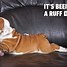 Image result for healthy dogs meme funniest